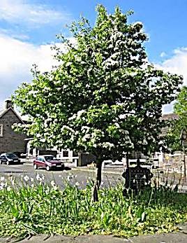 April 2004 photo of the thorn tree 15.1kb jpg