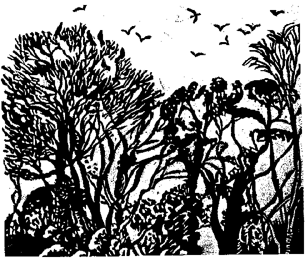 Line drawing of Rookery