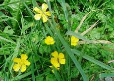 Buttercups (wild) (12.1kb)