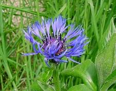 Centaurea (cornflower) (10.9kb)