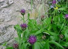 Centaurea against stone wall (11.4kb)