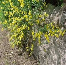 Wild broom against wall (17.7kb)