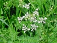 Wild parsley (7.9kb)