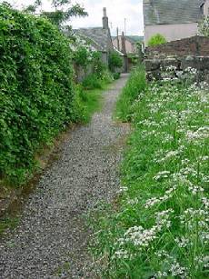 WS Vennel wild parsley (21.5kb)