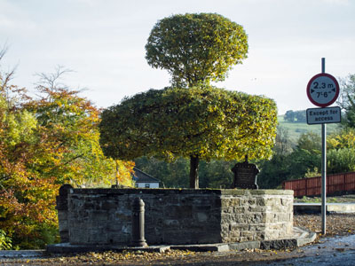 October 2015 photo of the thorn tree