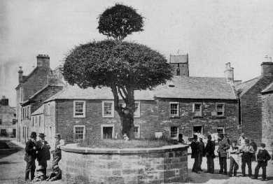 1920's photo of the thorn tree 15.1kb jpg