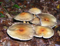 Forest Floor Flat fungi Flat Fungi