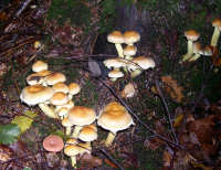 Group of mushrooms Mushrooms