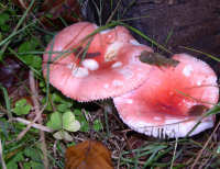 Pair of pink fungi Pink Fungi