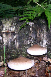Shelf Fungi first photo