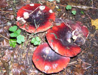 Red Trio Red Trio