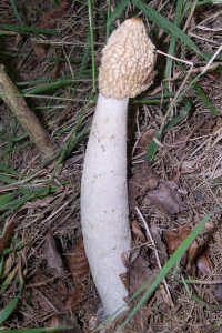 Stinkhorn Stinkhorn