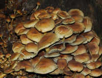 Crowd of Brown Fungi first photo