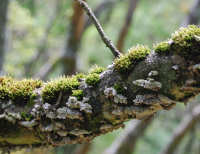 Moss and Lichens on Branch moss and lichens