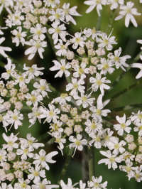 Tiny flowers