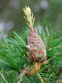 Single Cone sprouting Cone