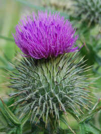 Thistle in Garden Thistle