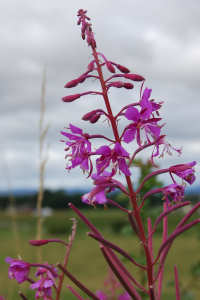 Rose Bay Willowherb