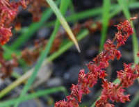 Red Seed Stalks