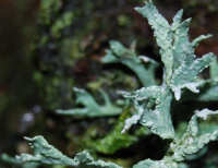 Grey Lichens Grey Lichens