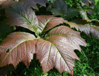 Big Purple Leaves