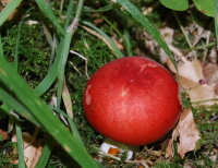 Red Puff Ball Red Puff Ball