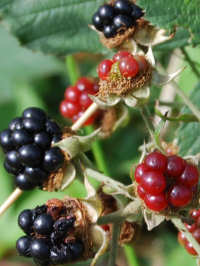 Brambles