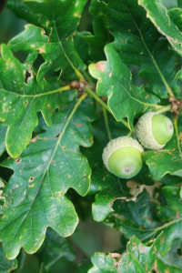 Green Acorns