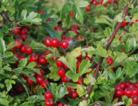 Abundant Red Berries Red Berries
