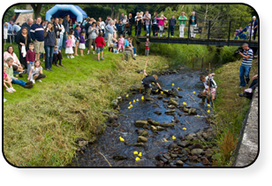 A duck race in progress Ducks in full flow