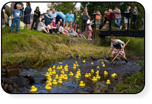A duck race in progress Ducks in full flow