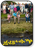 A duck race in progress Ducks in full flow