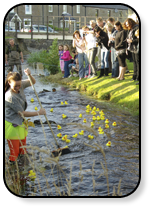 A duck race in progress Ducks in full flow