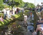 Dunning Duck Race