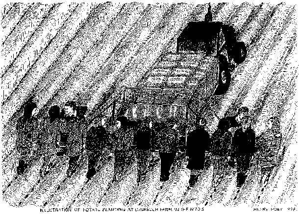 Tattie Planting Line drawing