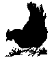 Chicken clipart 1.21kb