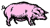 Pig clipart 2.81kb