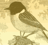 Stonechat 6.76kb