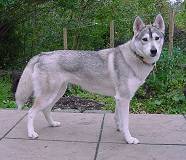 husky Echo photo 7.57kb