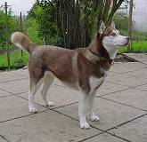 husky Flo photo 6.42kb